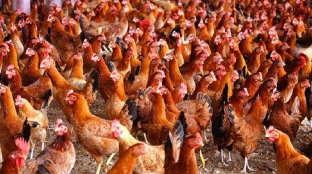 “ঈদ আসার আগেই বাড়ল মুরগির দাম” “ঈদ আসার আগেই বাড়ল মুরগির দাম”