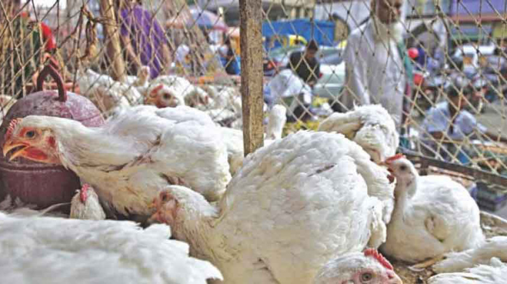 ঈদের আগে ব্রয়লার মুরগির দাম কেজিতে বাড়ল ৪০ টাকা