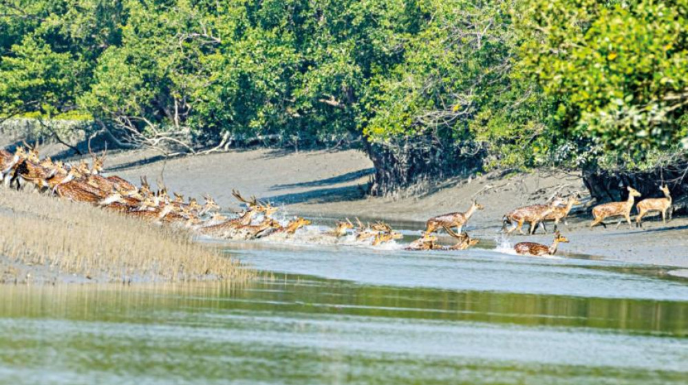 যুক্তরাজ্যের সহায়তা কমায় দুই বছর আগেই বন্ধ হচ্ছে সুন্দরবনের জলবায়ু প্রকল্প