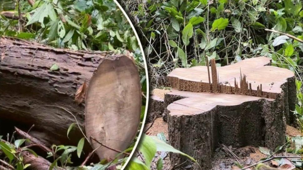 লাউয়াছড়ার বিশালকৃতির সেগুন গাছ গায়েব