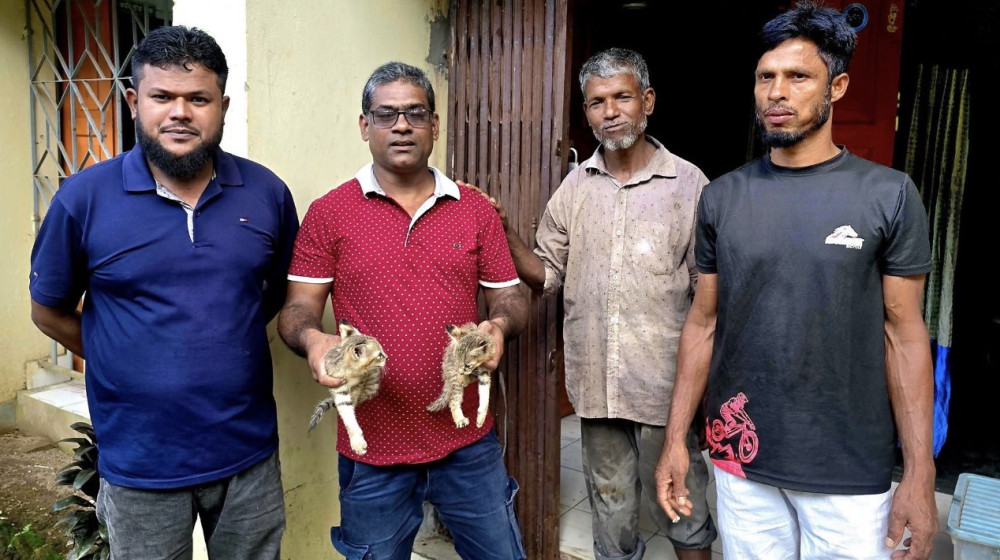 শ্রীমঙ্গলে হাঁস খেতে এসে দুটি বনবিড়ালের বাচ্চা উদ্ধার