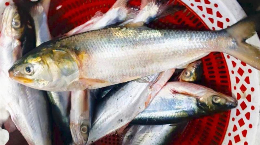 হাকালুকি হাওরে ধরা পড়ছে রুপালি ইলিশ