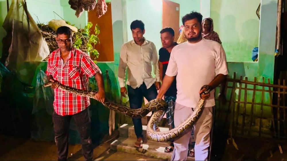 শ্রীমঙ্গলে ঘুমাতে গিয়ে খাটের নিচে ১৬ ফুটের বিশাল অজগর; অতঃপর উদ্ধার