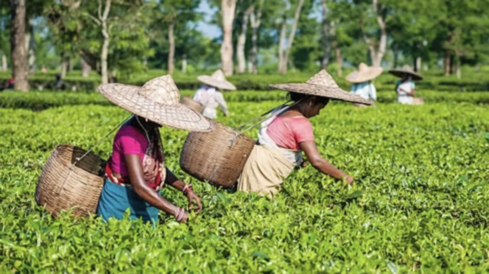 শ্রীমঙ্গলে চা শ্রমিকদের ভাতার অর্থ আত্মসাতের অভিযোগ