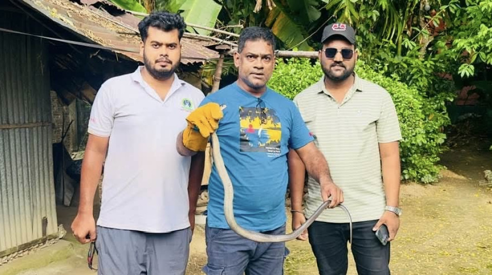 শ্রীমঙ্গলে বসতঘরে ঢুকে পড়া পদ্ম গোখরা সাপ উদ্ধার
