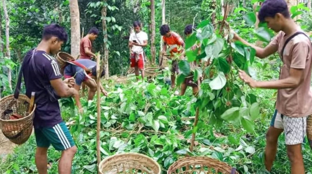 খাসিয়া পুঞ্জিতে তাণ্ডব, কেটে দিলো ৮ হাজার পানগাছ