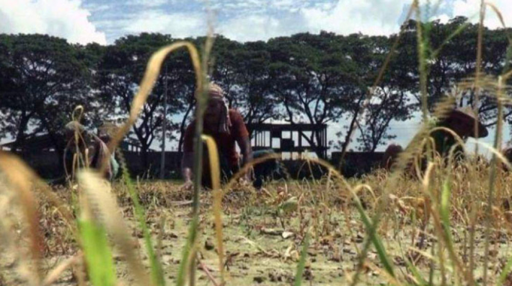 যশোরে ভাইরাসে নষ্ট বাঁধাকপি ক্ষেত, লোকসানের মুখে কৃষক