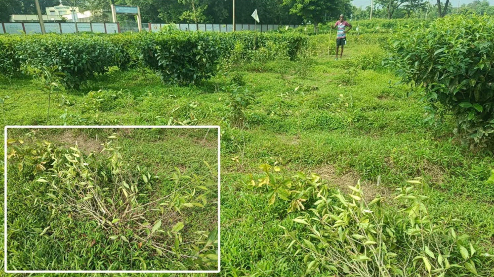 কুলাউড়ারয় চা বাগানের শতাধিক চারা গাছ কর্তন করেছে দুর্বৃত্তরা