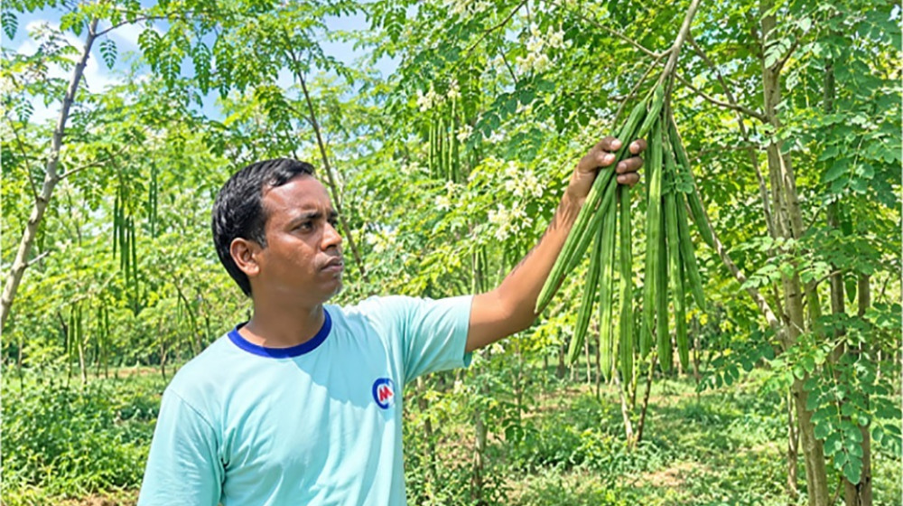 মাত্র ২০ হাজার টাকা বিনিয়োগে এক বিঘার সজনেতে লাখ টাকা মুনাফা
