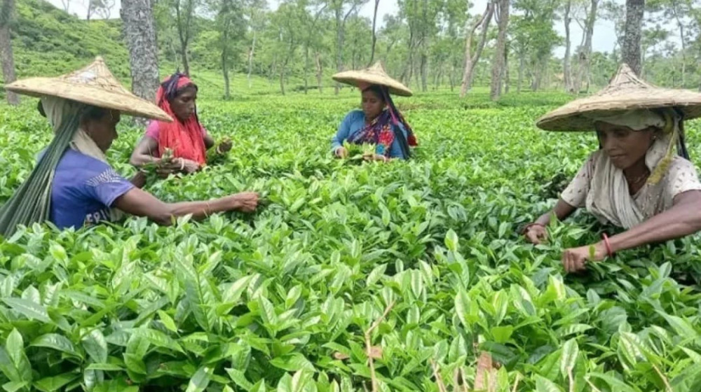 চা শিল্পকে টিকিয়ে রাখতে দীর্ঘমেয়াদি পরিকল্পনা, বাড়বে উৎপাদন-রপ্তানি