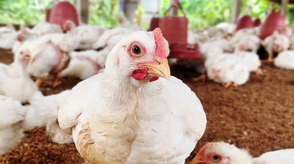 ১৫ দিনে মুরগির দাম কেজিতে বেড়েছে ৪০ টাকা ১৫ দিনে মুরগির দাম কেজিতে বেড়েছে ৪০ টাকা