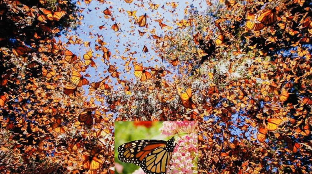 মোনার্ক প্রজাপতির চার প্রজন্মের অভিবাসন যাত্রা মোনার্ক প্রজাপতির চার প্রজন্মের অভিবাসন যাত্রা