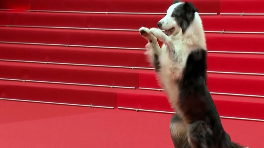 কান উৎসবে নজর কাড়লো চারপেয়ে ’মেসি’!