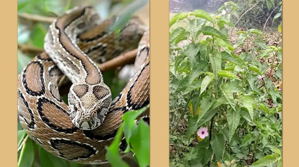 “রাসেল ভাইপার কি এ সময়ের ঢোলকলমি” “রাসেল ভাইপার কি এ সময়ের ঢোলকলমি”